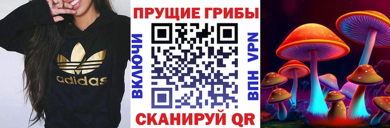 наркотики  Каспийск  Галлюциногенные грибы Cubensis 
